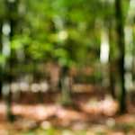 Sixth image from the photoset 'wood (xvii)'.