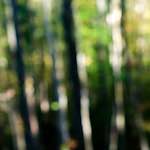 image: Image from the photoset ‘
wood (xviii)
’.