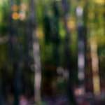 image: Image from the photoset ‘
wood (xviii)
’.