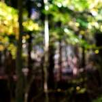 image: Image from the photoset ‘
wood (xviii)
’.