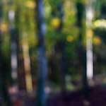 image: Image from the photoset ‘
wood (xviii)
’.