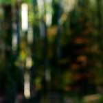 image: Image from the photoset ‘
wood (xviii)
’.