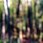 image: Image from the photoset ‘
wood (xviii)
’.