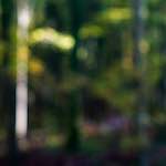 image: Image from the photoset ‘
wood (xviii)
’.