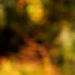 Fourth image from the photoset 'wood (xix)'.