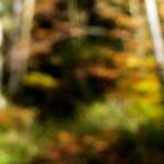 Fifth image from the photoset 'wood (xix)'.