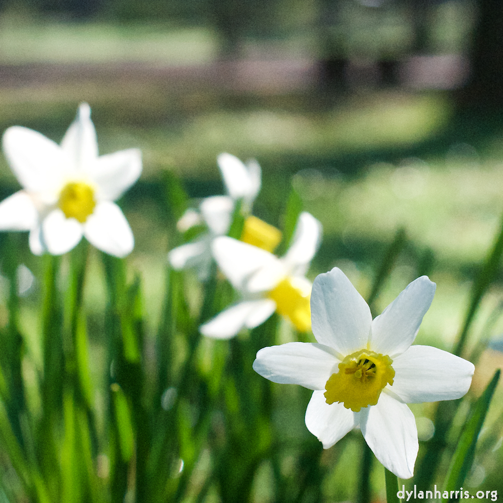 Image: Image 'escher blummen (xxxv) 1'.