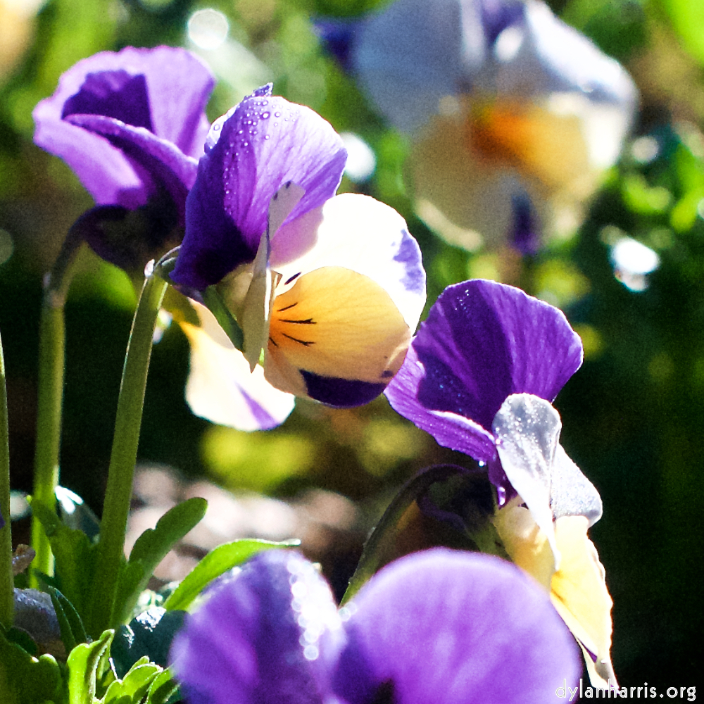 Image: Image 'escher blummen (xxxv) 2'.