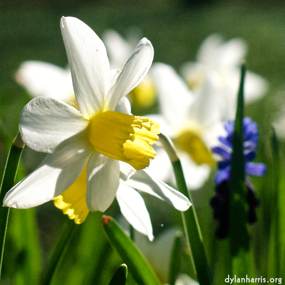 image: This is ‘
escher blummen (xxxv) 3
’.