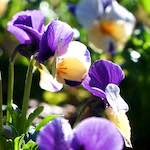 Image: Second image from the photoset 'escher blummen (xxxv)'.