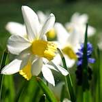 Image: Third image from the photoset 'escher blummen (xxxv)'.