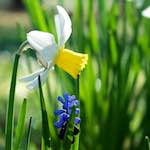 Image: Fifth image from the photoset 'escher blummen (xxxv)'.