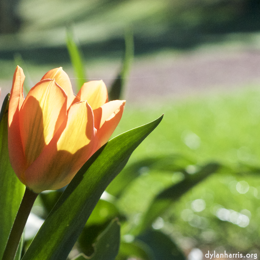 Image: Image 'escher blummen (xxxvi) 1'.