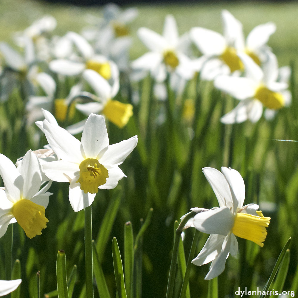 Image: Image 'escher blummen (xxxvi) 2'.