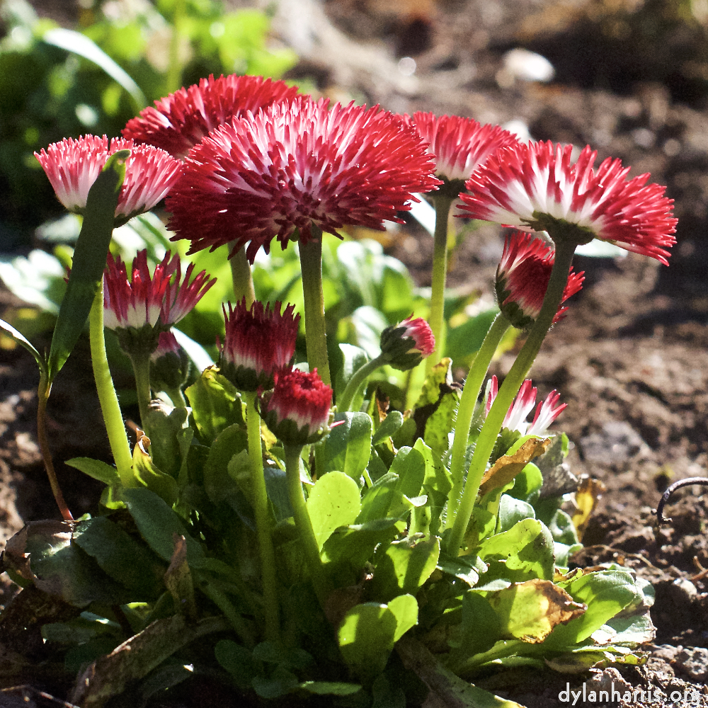 Image: Image 'escher blummen (xxxvi) 4'.