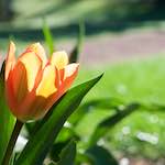 Image: First image from the photoset 'escher blummen (xxxvi)'.