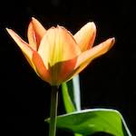 Image: Third image from the photoset 'escher blummen (xxxvi)'.