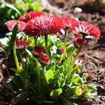 Image: Fourth image from the photoset 'escher blummen (xxxvi)'.