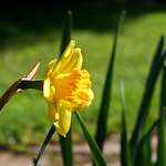 Image: Fifth image from the photoset 'escher blummen (xxxvi)'.