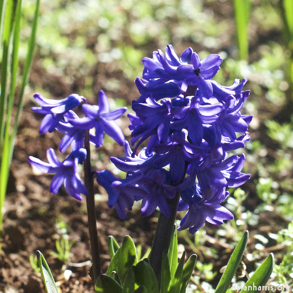 Image: Image 'escher blummen (xxxvii) 1'.