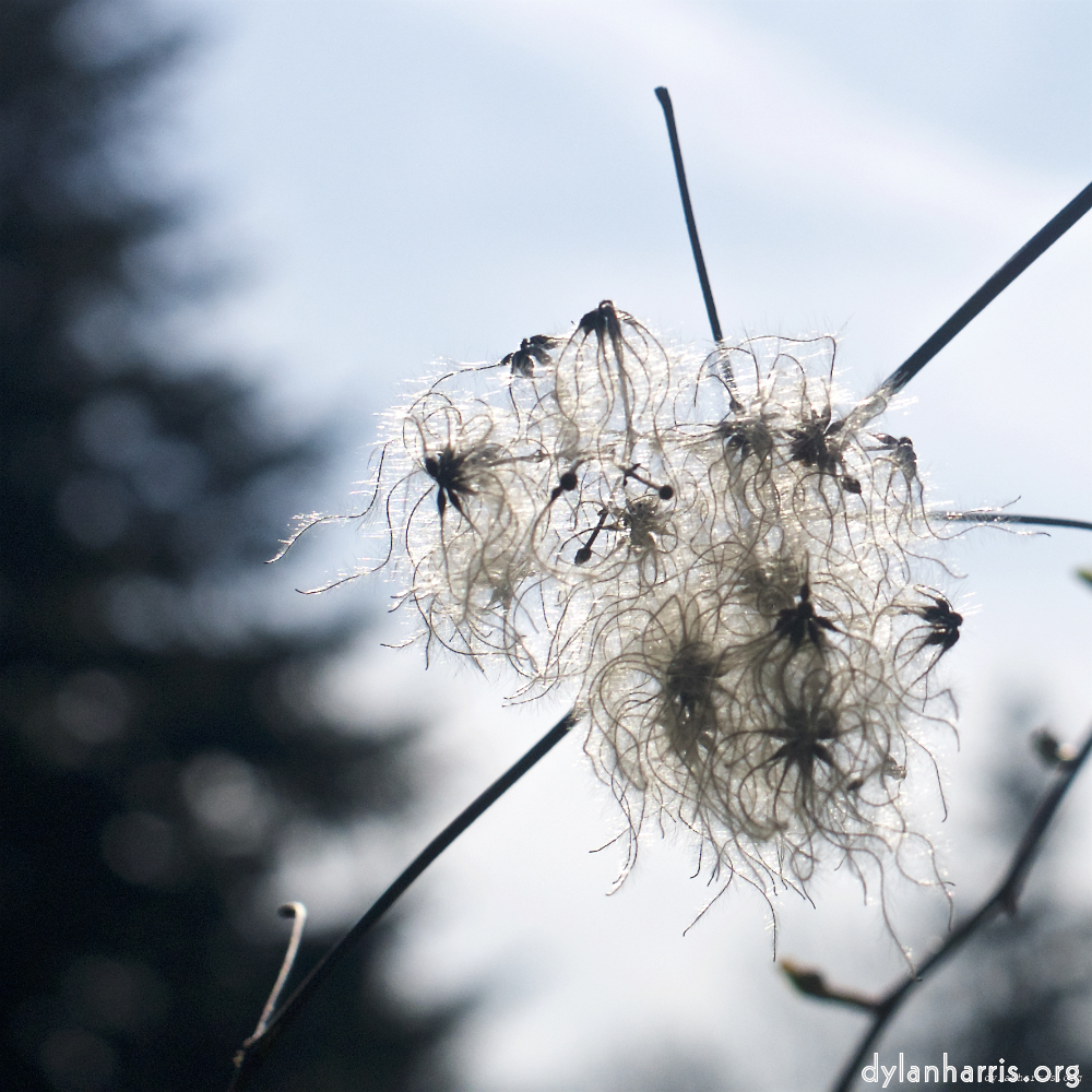 Image: Image 'escher blummen (xxxvii) 2'.