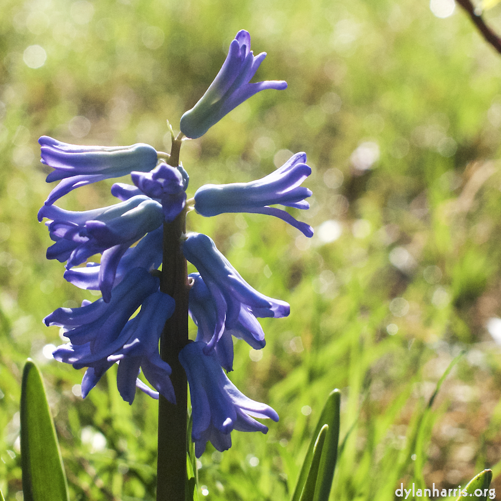 Image: Image 'escher blummen (xxxvii) 4'.