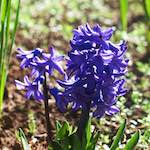 Image: First image from the photoset 'escher blummen (xxxvii)'.