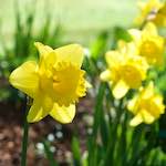 Image: Third image from the photoset 'escher blummen (xxxvii)'.