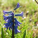 Image: Fourth image from the photoset 'escher blummen (xxxvii)'.