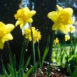 Image: Sixth image from the photoset 'escher blummen (xxxvii)'.