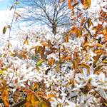 image: Image from the photoset ‘
konscht am gronn (i)
’.