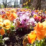 image: Image from the photoset ‘
konscht am gronn (i)
’.