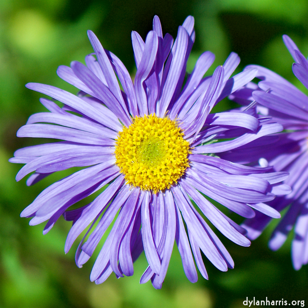 image: This is ‘
escher blummen (cxxxi) 1
’.