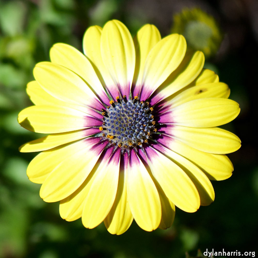 image: This is ‘
escher blummen (cxxxi) 2
’.