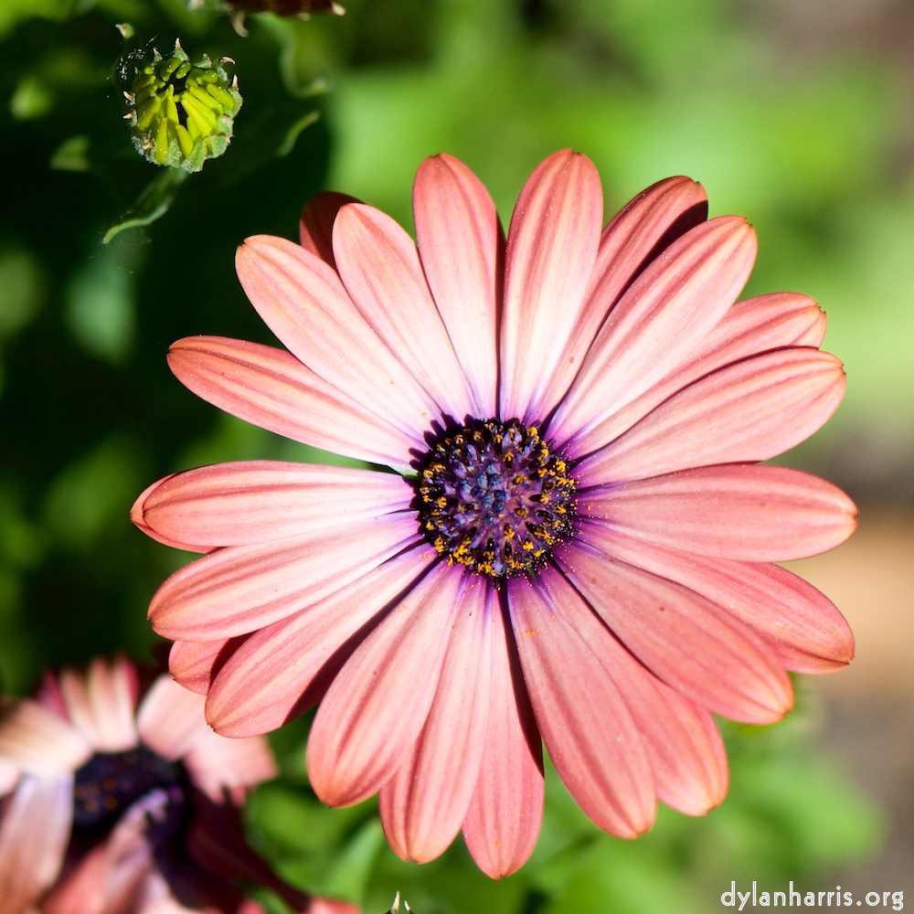 image: This is ‘
escher blummen (cxxxi) 3
’.