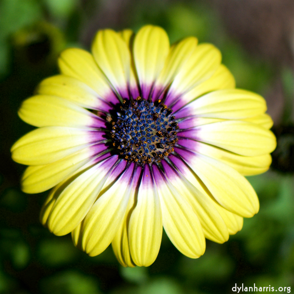 image: This is ‘escher blummen (cxxxi) 8’.