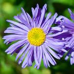 image: Image from the photoset ‘
escher blummen (cxxxi)
’.