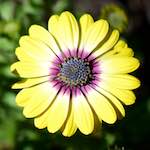 image: Image from the photoset ‘
escher blummen (cxxxi)
’.