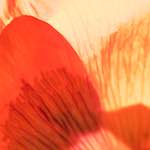 image: Image from the photoset ‘
escher blummen (cxxxi)
’.