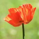 image: Image from the photoset ‘
escher blummen (cxxxi)
’.