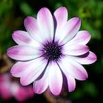 image: Image from the photoset ‘
escher blummen (cxxxi)
’.