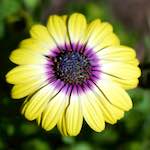 image: Image from the photoset ‘
escher blummen (cxxxi)
’.