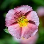 image: Image from the photoset ‘
escher blummen (cxxxi)
’.