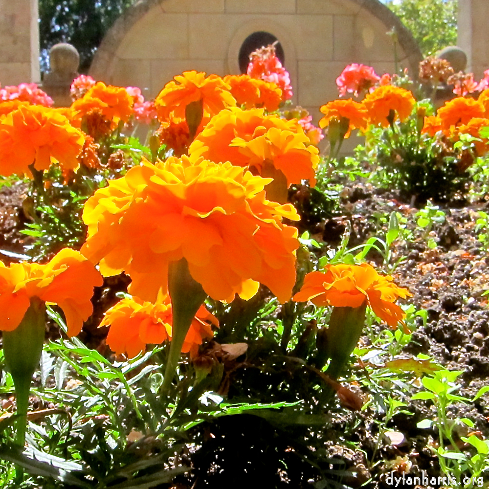 image: This is ‘
flower (xx) 1
’.