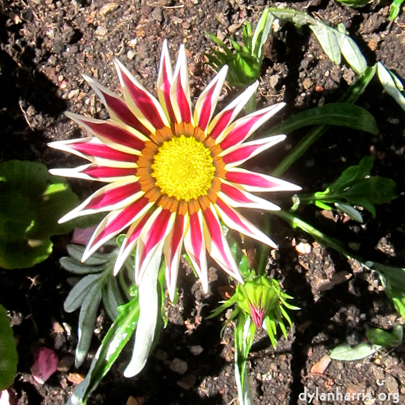 image: This is ‘
flower (xx) 3
’.