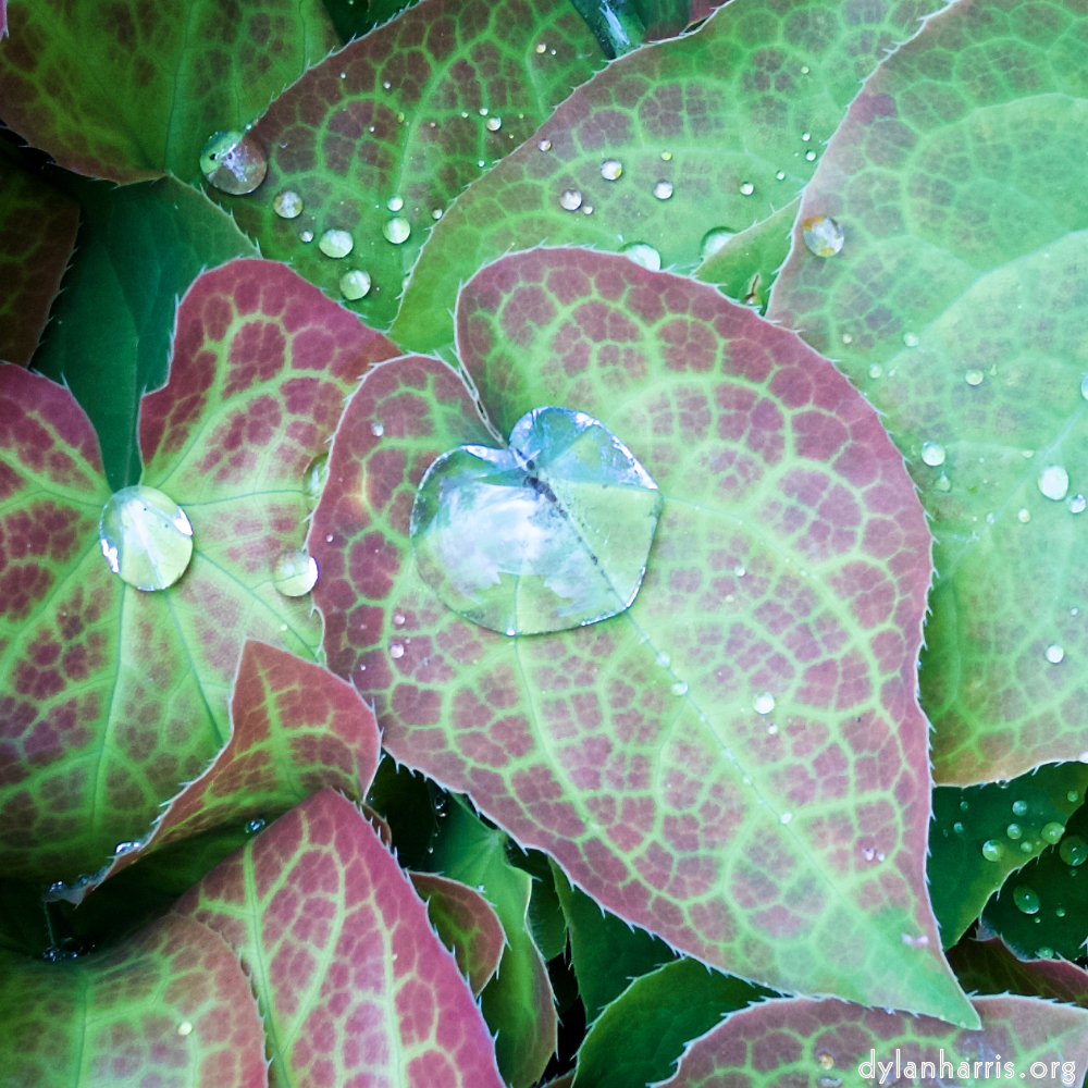 image: This is ‘
flower (xx) 4
’.