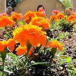 image: Image from the photoset ‘
flower (xx)
’.