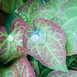 image: Image from the photoset ‘
flower (xx)
’.