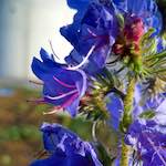 image: Image from the photoset ‘
flower (xx)
’.