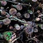 Image: Third image from the photoset 'zürich (ii)'.